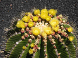 Lanzarote