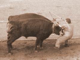 Ox-Pull